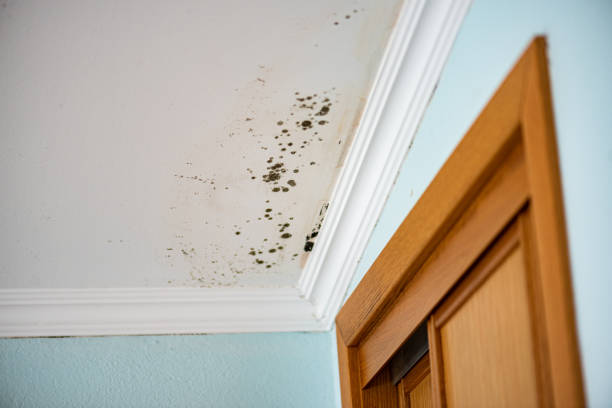 Best Black Mold Removal  in Avon Park, FL