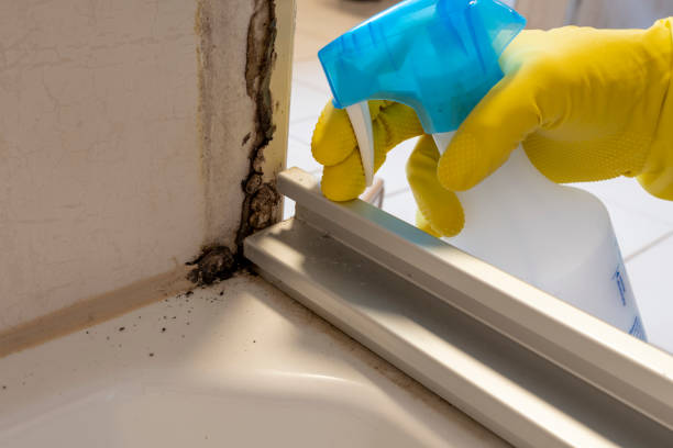 Attic Mold Removal in Avon Park, FL