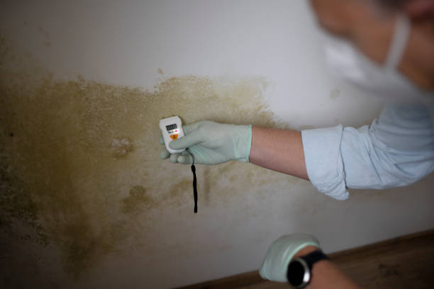 Best Black Mold Removal  in Avon Park, FL