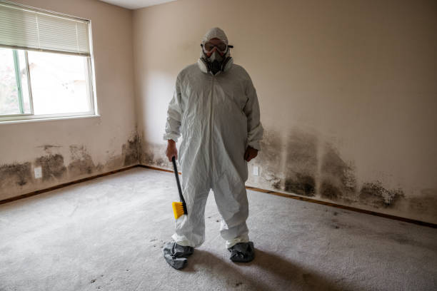 Best Attic Mold Removal  in Avon Park, FL