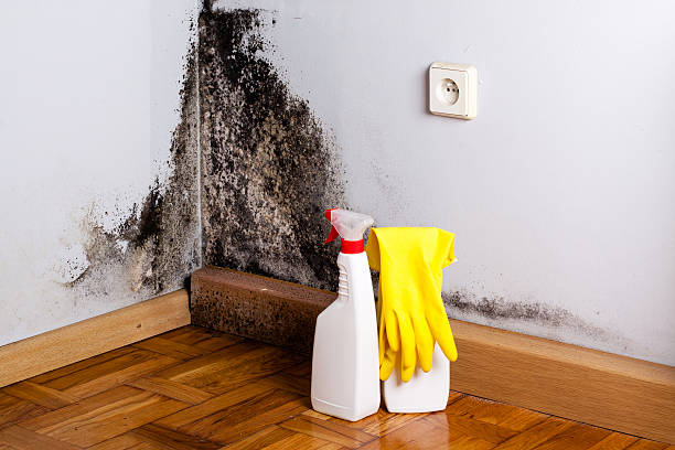 Certified Mold Removal in Avon Park, FL