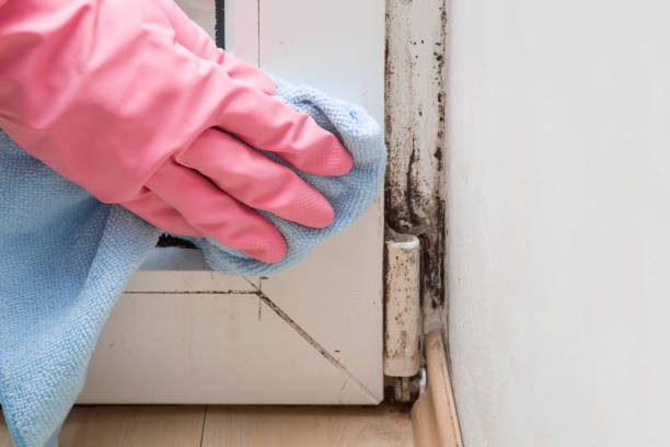 Mold Removal and Inspection in Avon Park, FL