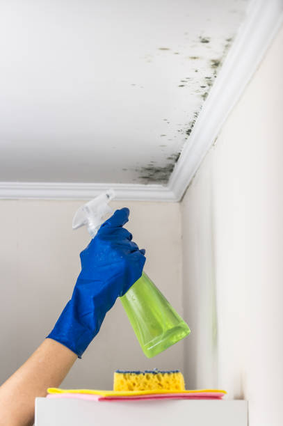 Best Black Mold Removal  in Avon Park, FL